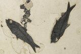22.5" Fossil Fish (Knightia) Mortality Plate - Wyoming - #203223-3